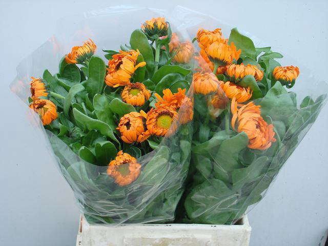 <h4>CALEND GREEN SPOT OR</h4>