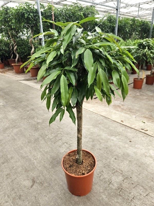 <h4>Ficus Amstel King</h4>