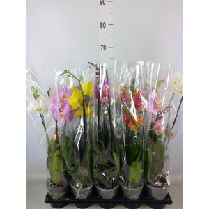 Phalaenopsis   ...mix