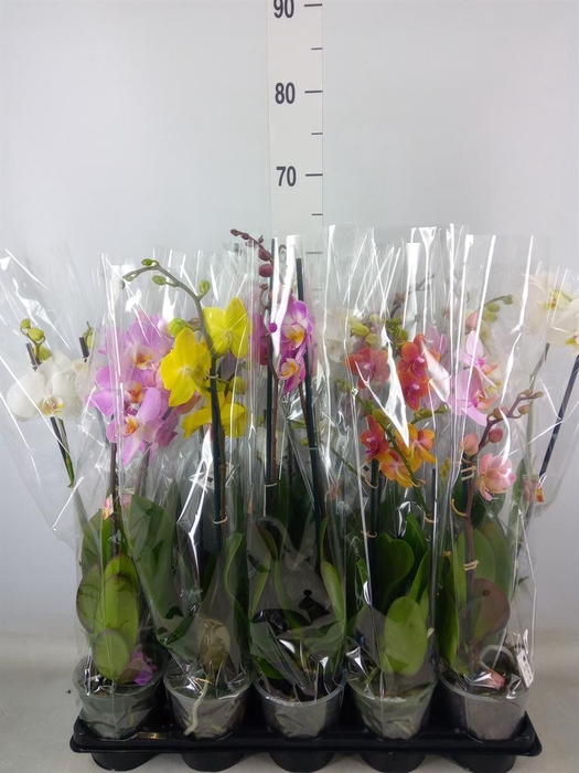 <h4>Phalaenopsis   ...mix</h4>