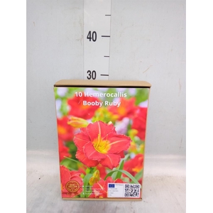 Flowerbulbs, corns or tubers   ...