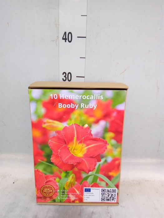 <h4>Flowerbulbs, corns or tubers   ...</h4>