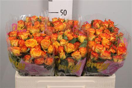 <h4>R Tr Eyeliner</h4>