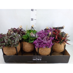 Planten Groen   ...mix  3