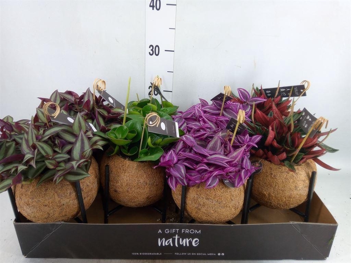 <h4>Planten Groen   ...mix  3</h4>