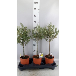 Olea europaea