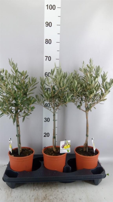 <h4>Olea europaea</h4>