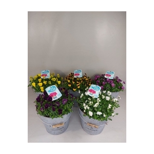 Viola Cornuta Mix zink emmer met waterreservoir