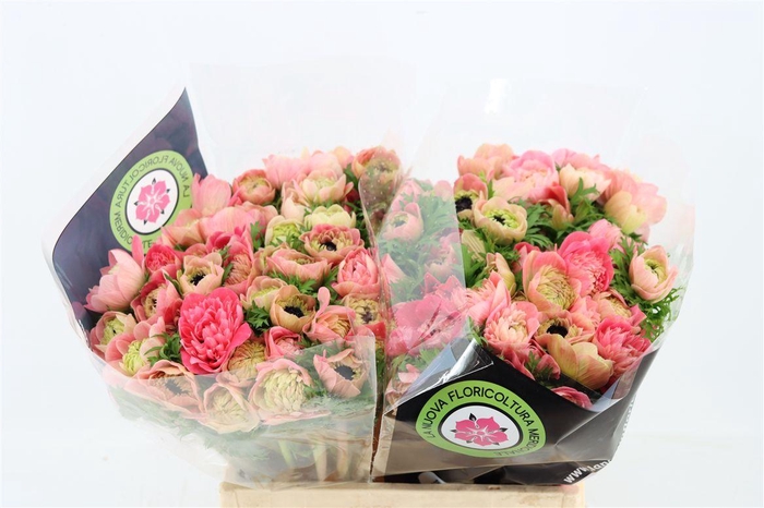 <h4>Anem Levante Pink</h4>