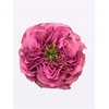 Rosa Garden Purple Delight