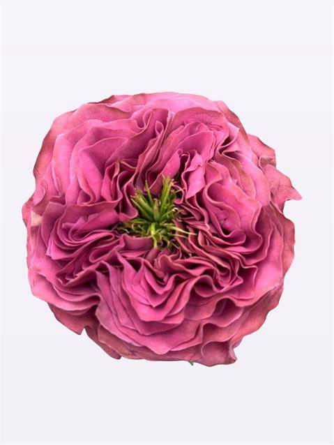 Rosa Garden Purple Delight