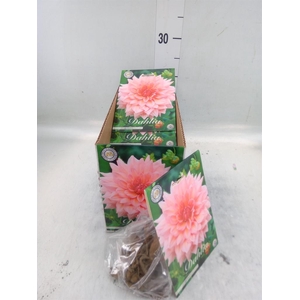 Dahlia   ...flowerbulbs