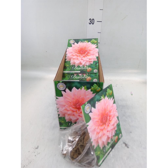 <h4>Dahlia   ...flowerbulbs</h4>