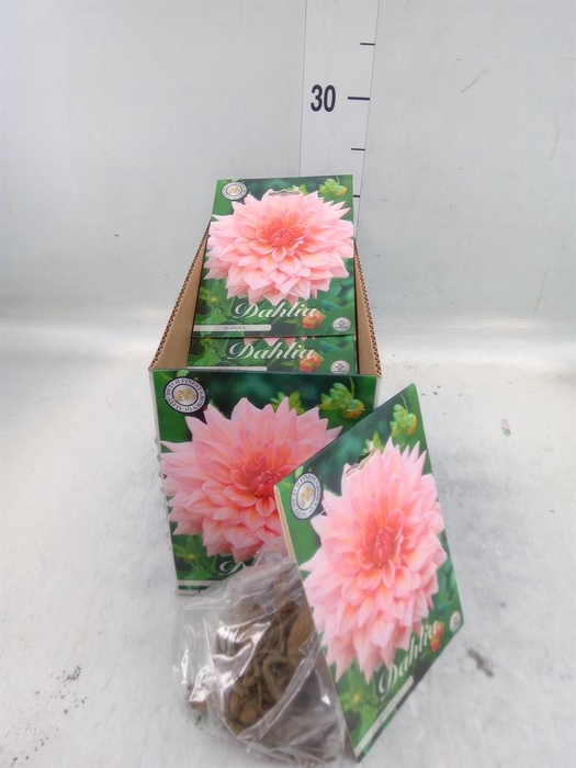 <h4>Dahlia ...flowerbulbs</h4>