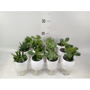 Arr.   Kamerplant Groen L%
