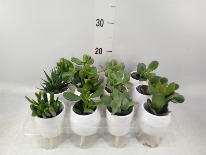 <h4>Arr.   Kamerplant Groen L%</h4>