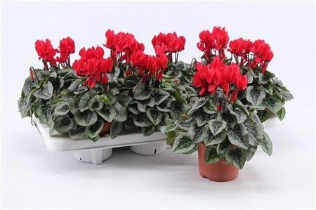 <h4>Cycl Kl Super Serie Picasso Red</h4>