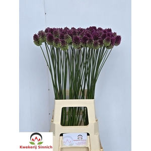 Allium Sphaerocephal