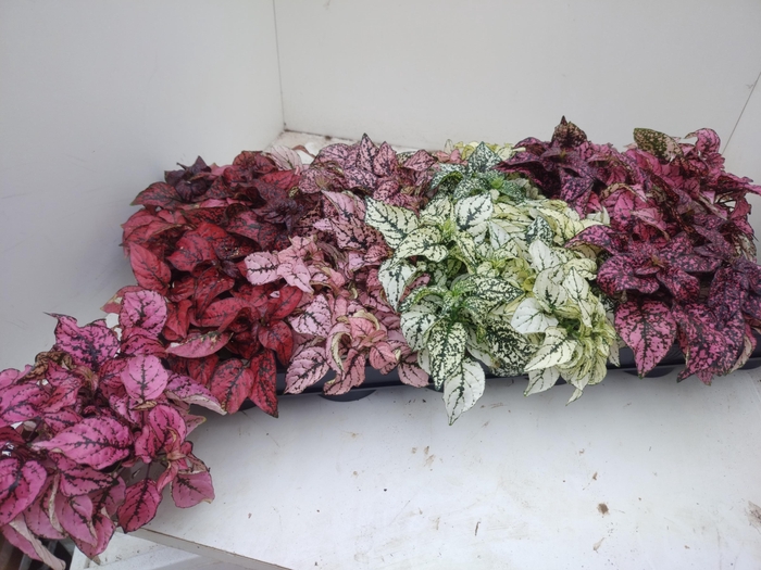 <h4>HYPOEST GEM</h4>