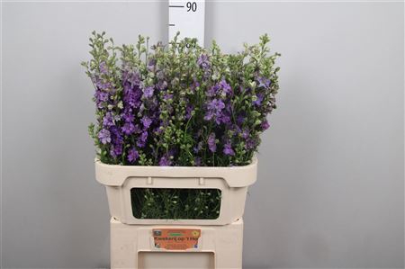 Cons R Q Violet/lilac