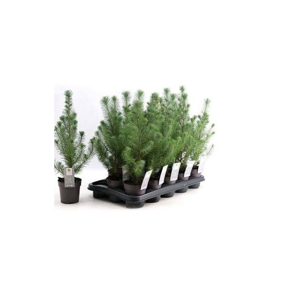 <h4>Pinus Silver Crest</h4>