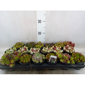 Sempervivum   ...