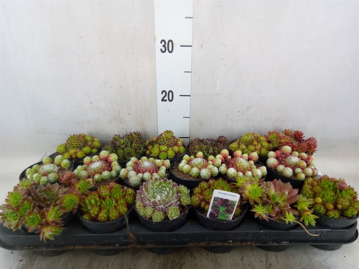 <h4>Sempervivum   ...</h4>