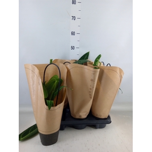 Anthurium   ...