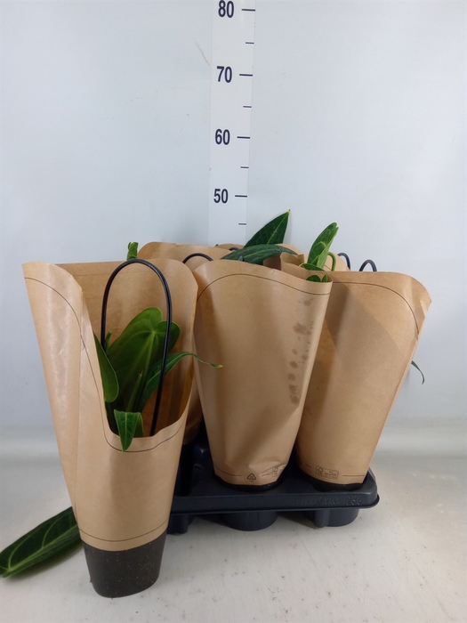 <h4>Anthurium   ...</h4>