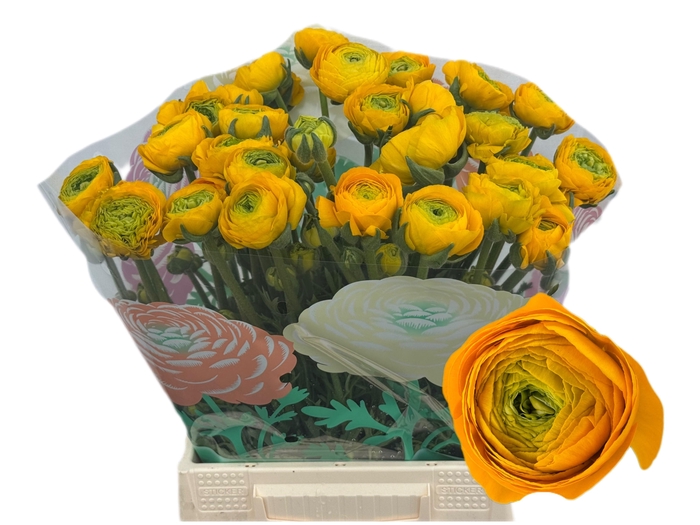 <h4>RAN AAZUR YELLOW</h4>