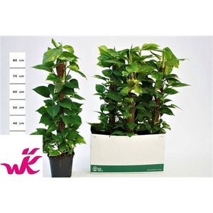 Epipr Mosstok 10 Stek 80cm Mos
