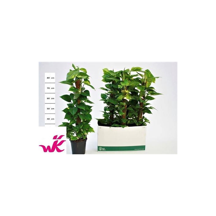 <h4>Epipr Mosstok 10 Stek 80cm Mos</h4>