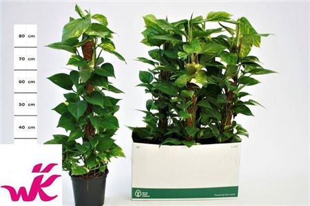 Epipr Mosstok 10 Stek 80cm Mos