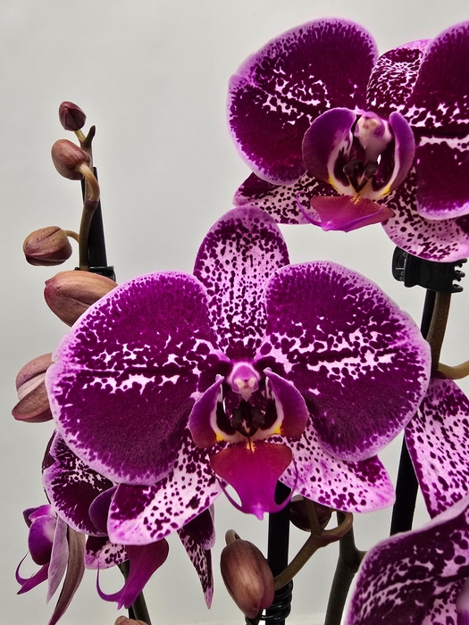 <h4>Limited 55 week 8</h4>