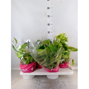 Epipremnum pinn. 'Marble Queen'  HG