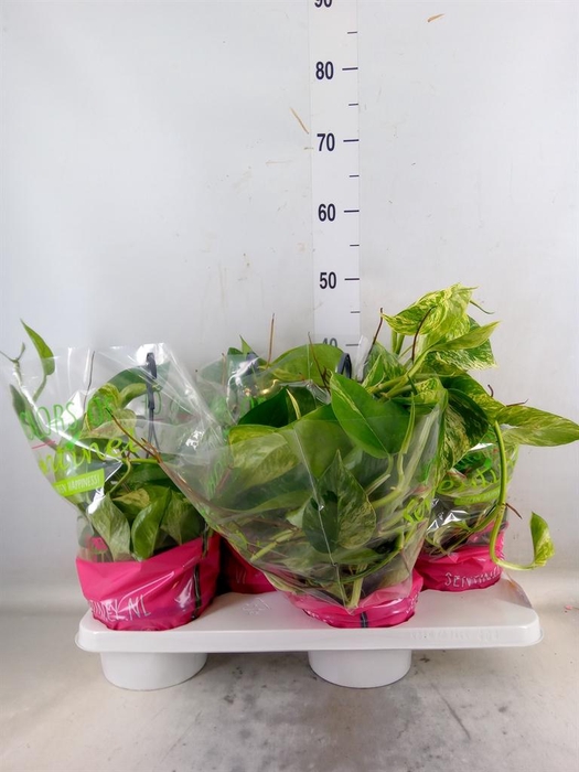 <h4>Epipremnum pinn. 'Marble Queen'  HG</h4>