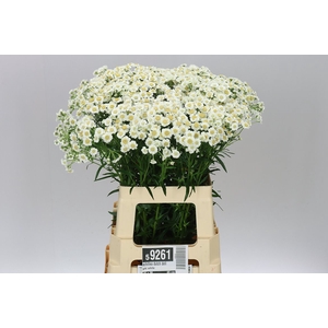 Achillea Dutch Delight White