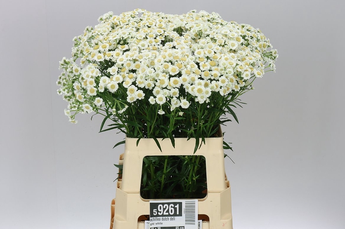 <h4>Achillea Dutch Delight White</h4>