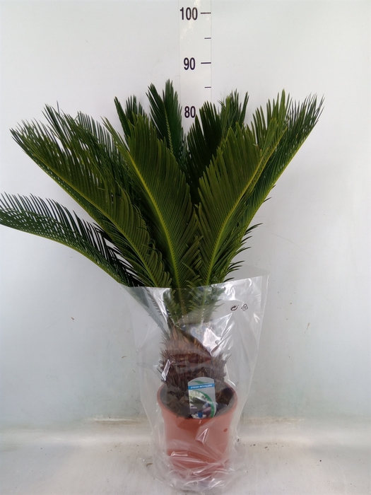 <h4>Cycas revoluta</h4>