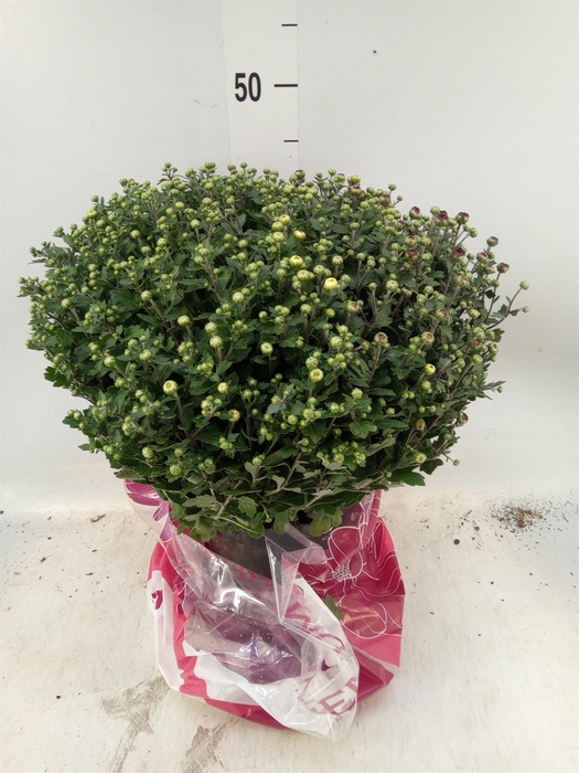 <h4>Chrysanthemum   ..GR</h4>