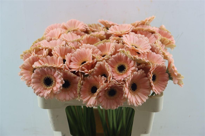 <h4>Ge Mi Espresso</h4>