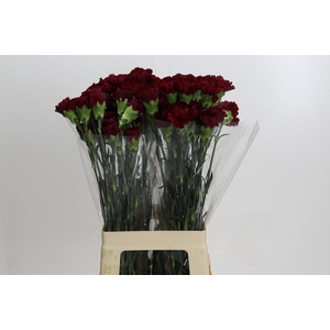 Dianthus St Zurigo