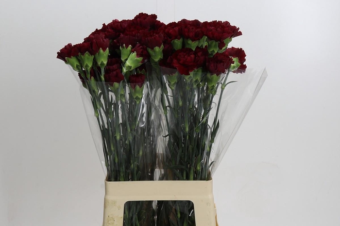 <h4>Dianthus St Zurigo</h4>