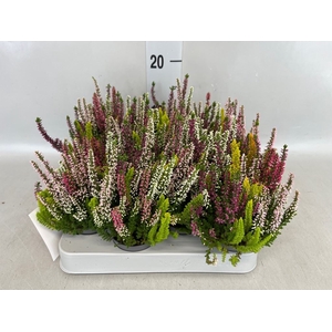 Calluna vulg. 'High Five'   ...mix