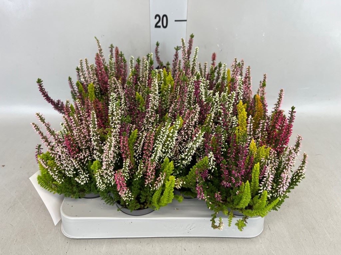 Calluna vulg. 'High Five'   ...mix