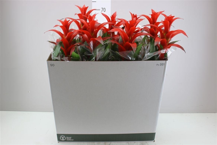 <h4>Guzmania Allura</h4>