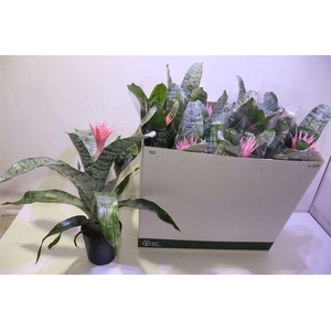 arr8 Aech Fas Primera