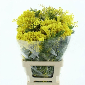 ACACIA BAILEYA BL BS