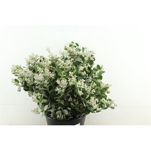 Pitto (edelweiss)