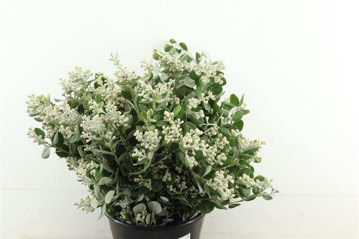 <h4>Pitto (edelweiss)</h4>